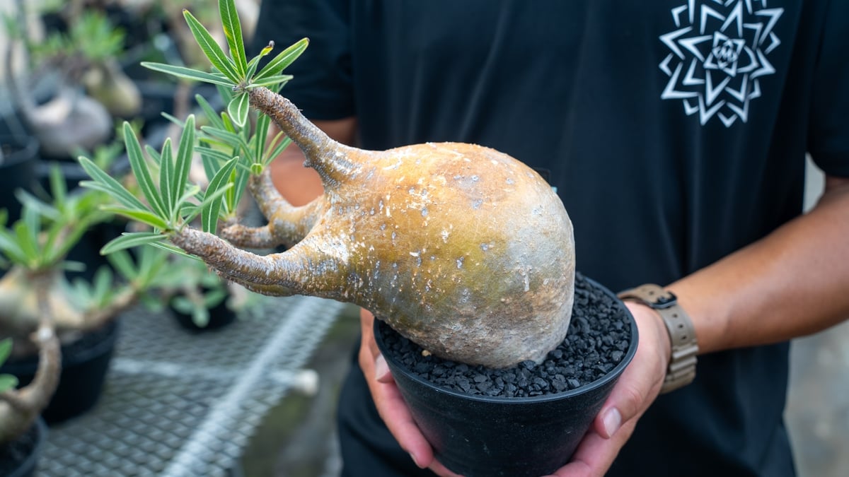 パキポディウム グラキリス Pachypodium gracilius ③ パキポディウム グラキリス 3頭 | GREEN LUCK