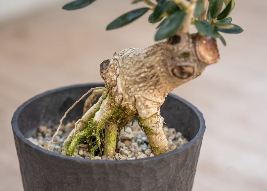 67b2aafdcd7f16057529deea