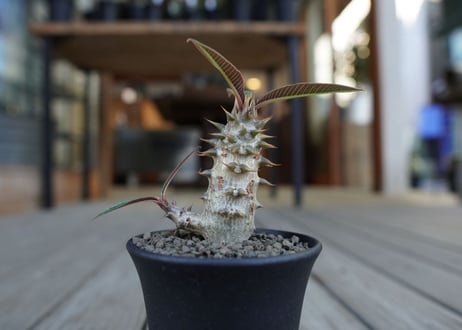 パキポディウム　バロニー　Pachypodium baronii
