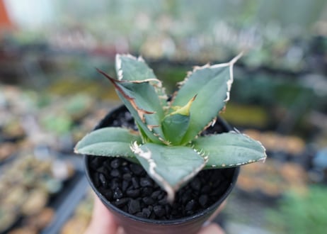 アガベ　チタノタ　FO-76　Agave titanota  FO-76　No.7