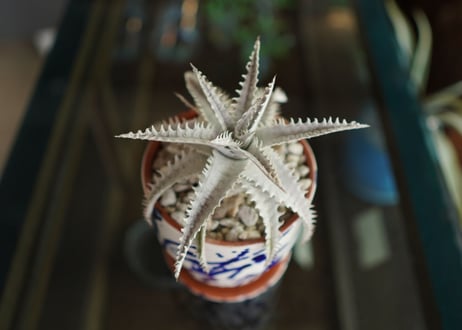 ディッキア　ハイブリット　Dyckia Hyb.