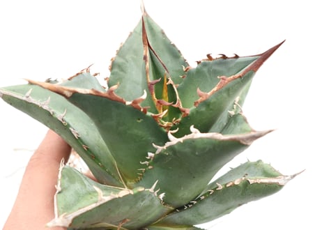 Agave titanota FO-76 compacta dwarf  no.５