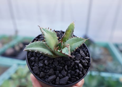 アガベ　チタノタ　姫厳竜　Agave titanota dwarf