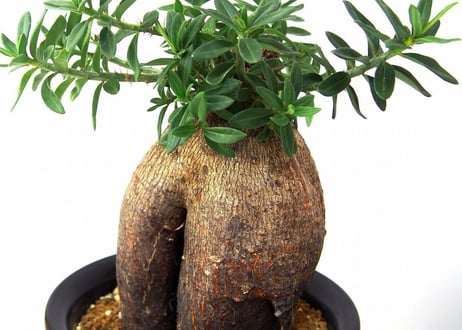 パキポディウム　ビスピノーサム　Pachypodium bispinosum
