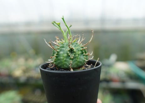 ユーフォルビア　バリダ　Euphorbia valida　No.6