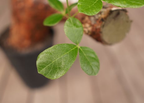 コミフォラ オルビクラリス　commiphora orbicularis