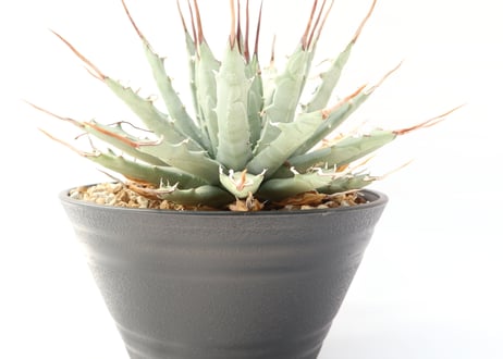 Agave utahensis var nevadensis