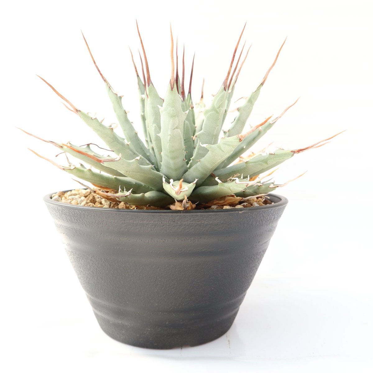 Agave utahensis var nevadensis | mana's farm:塊根