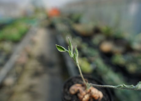 ペラルゴニウム　ビオリフロルム　Pelargonium violiflorum