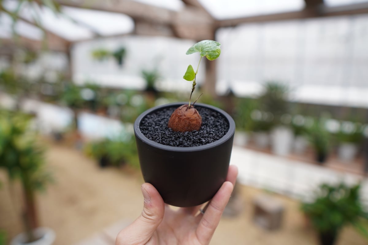 亀甲竜⑤ (亀甲竜の通信販売・ネットショップ|観葉植物・多肉 亀甲竜⑤ (亀甲竜の通信販売・ネットショップ|観葉植物・多肉