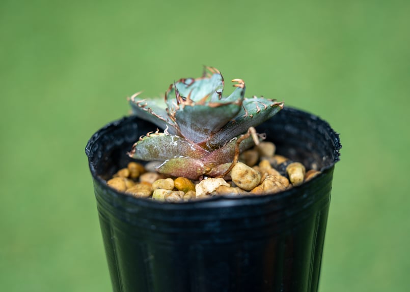 アガベ チタノタブルー 沖縄実生 No.4 | mana's farm:塊根植物・アガベ