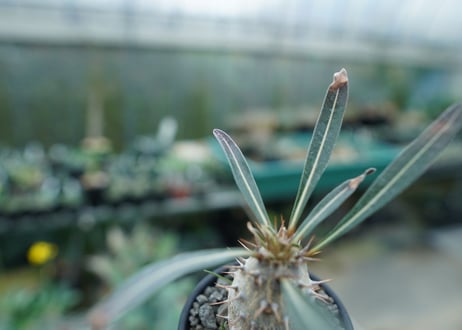 パキポディウム　カクチぺス　Pachypodium cactipes