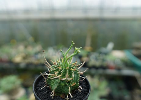 ユーフォルビア　バリダ　Euphorbia valida　No.6