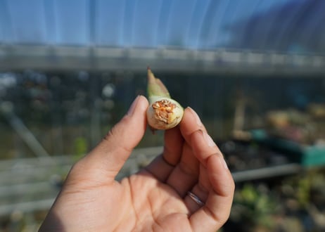 【抜き苗】アガベ　チタノタ　白鯨厳竜　Agave titanota White whale