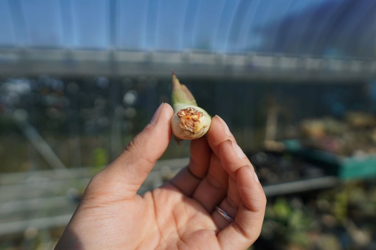 抜き苗】アガベ チタノタ 白鯨厳竜 Agave titanota White whale |