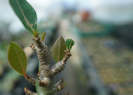 アデニウム　Adenium　No.3