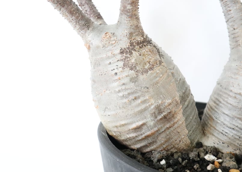 パキポディウム グラキリス 双頭株 №3 | mana's farm:塊根植物