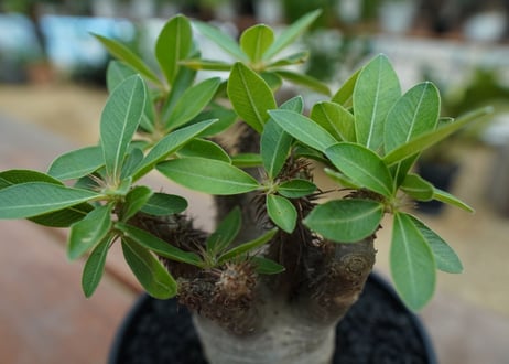 パキポディウム マカイエンセ　Pachypodium makayense　No.7