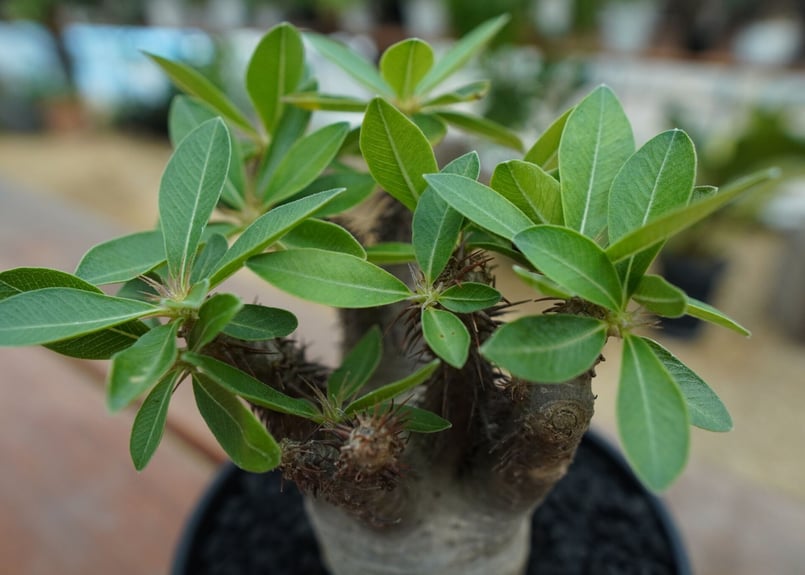パキポディウム マカイエンセ Pachypodium makayense No.7 | man
