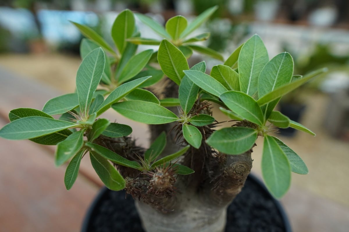 パキポディウム マカイエンセ Pachypodium makayense No.7 | man