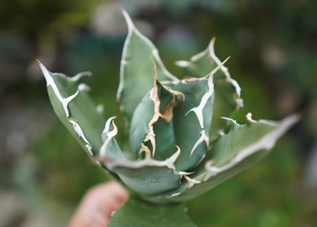 Agave titanota 白鯨 B NO.4