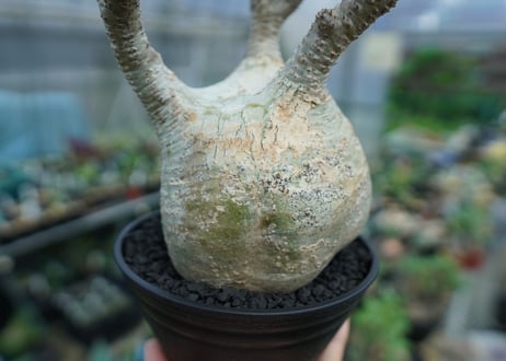 パキポディウム　グラキリス　 Pachypodium Gracilius  No.4