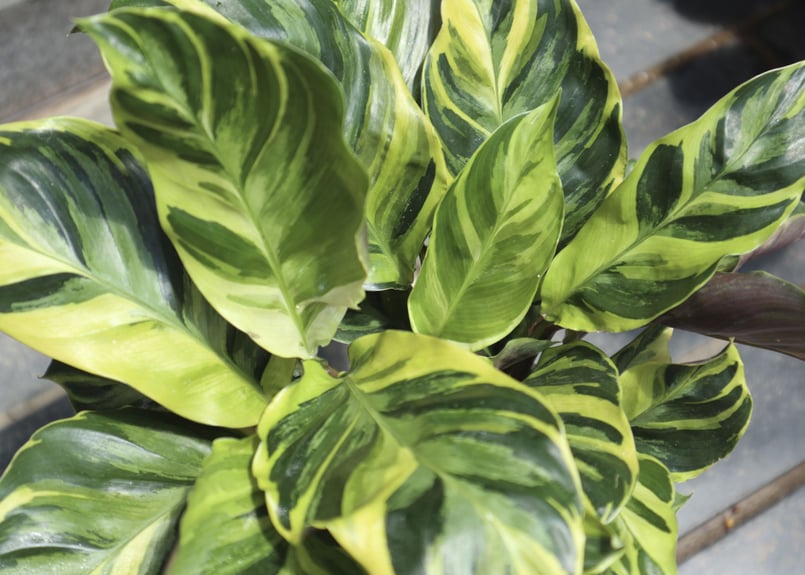 カラテアエンペラー（サンプル） カラテアエンペラー（サンプル） 【公式通販】