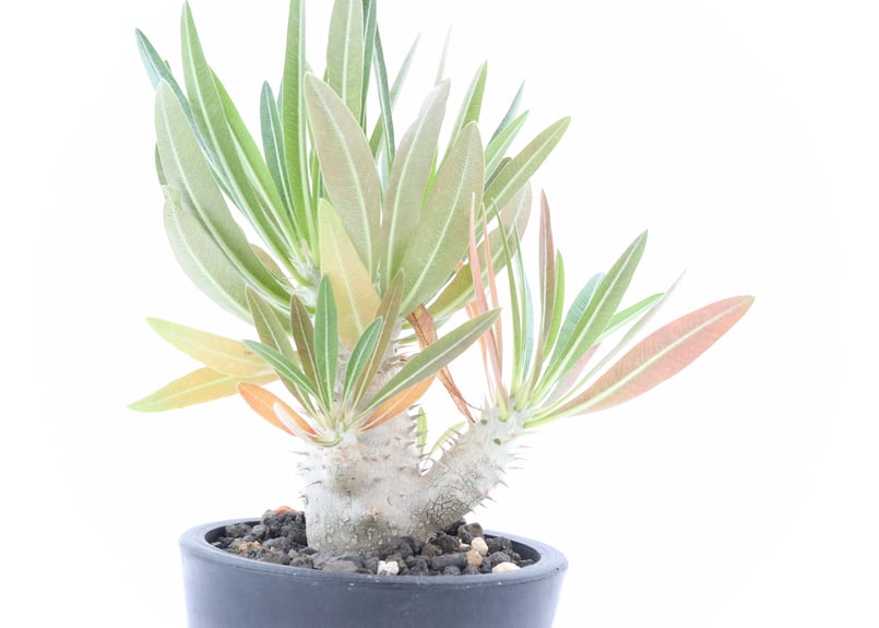 パキポディウム　イノピナツム　白肌 パキポディウム イノピナツム | morikoro plants