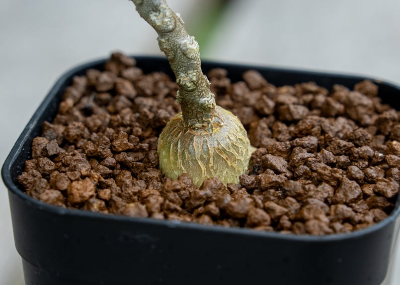 ユーフォルビア アンボボンベンシス | mana's farm:塊根植物・アガベ