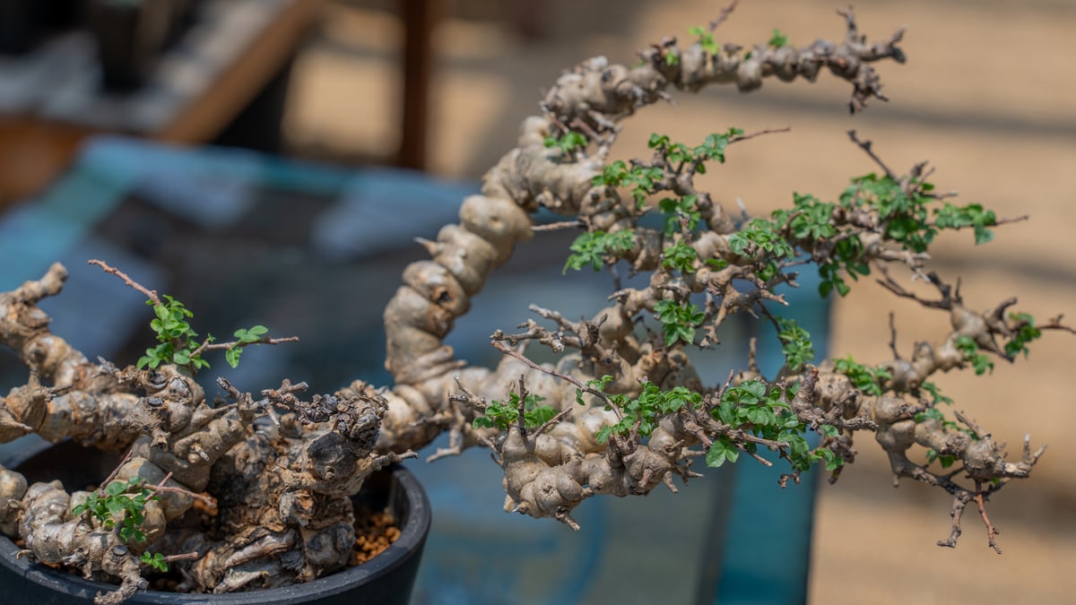 コミフォラ エイル 特選株 | mana's farm:塊根植物・アガベ・ドライ