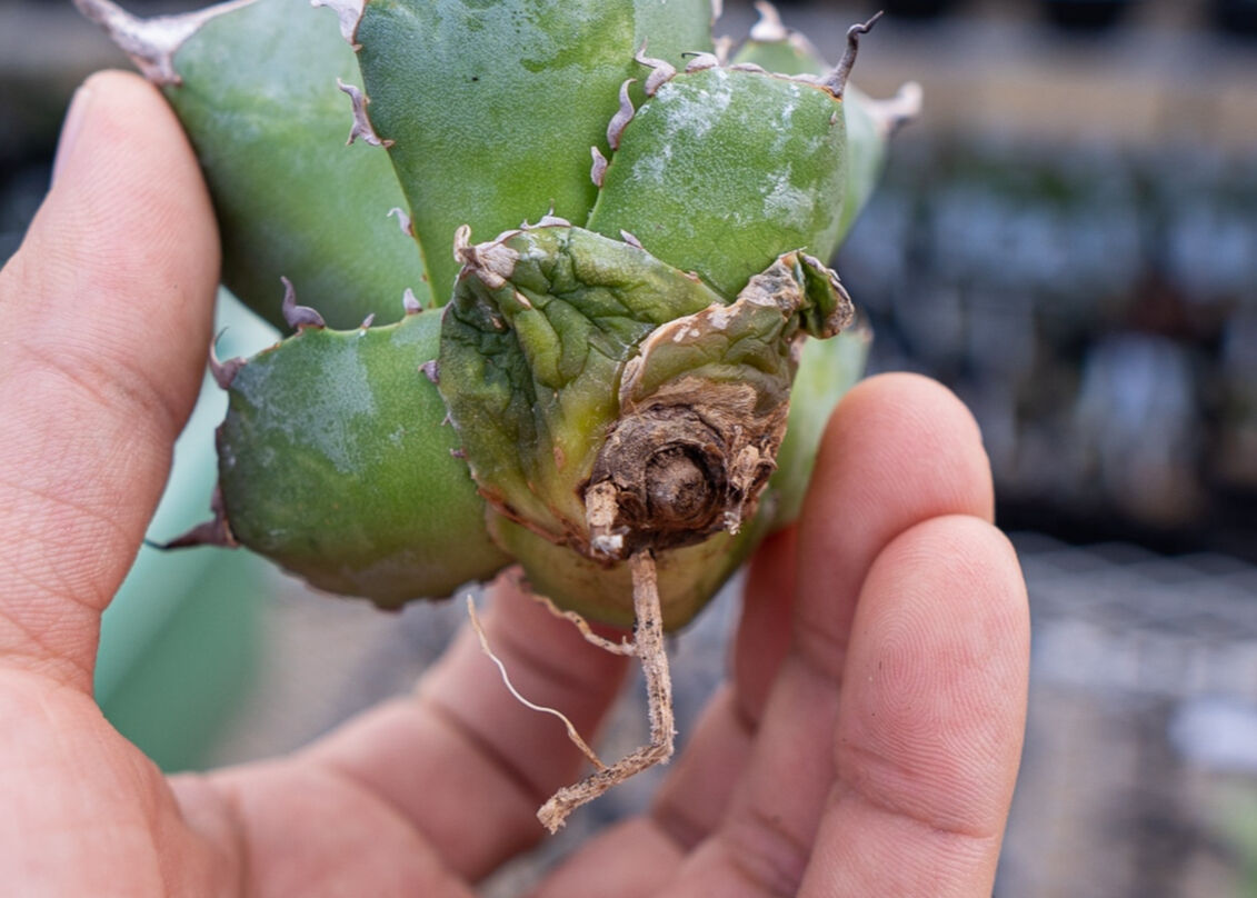 Agave titanota hades No.2 | mana's green:塊根植物販売 Agave titanota hades No.2 | mana's green:塊根植物販売