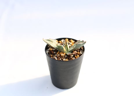 Agave 兜蟹錦 　№８