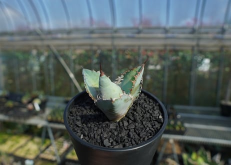アガベ　チタノタ　ブルー　agave titanota Blue  No.1