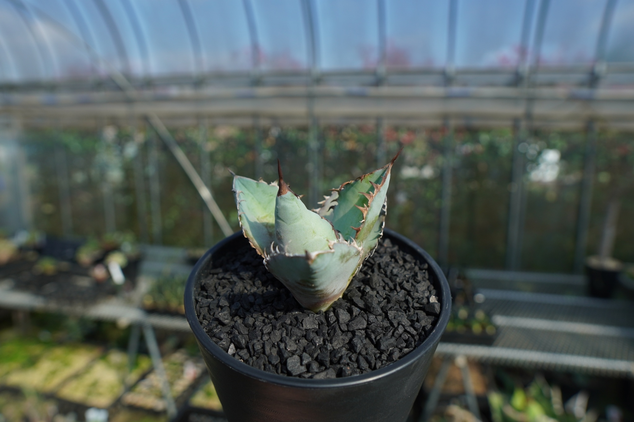 アガベ チタノタ ブルー agave titanota Blue No.1 | mana's