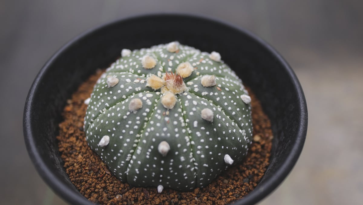 アストロフィツム悟空兜 国内実生 塊根植物 サボテン コーデックス アストロフィツム悟空兜 国内実生 塊根植物 サボテン コーデックス