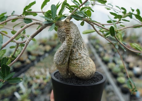 フォッケア　エデュリス　”火星人”　Fockea edulis