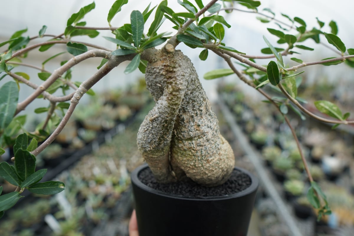 フォッケア エデュリス 火星人 Fockea edulis 抜き苗 Fockea edulis