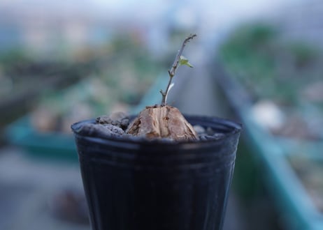 亀甲竜　Dioscorea elephantipes　No.6
