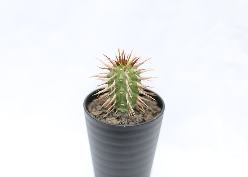 ユーフォルビア ビグエリー | mana's farm:塊根植物・アガベ・ドライ