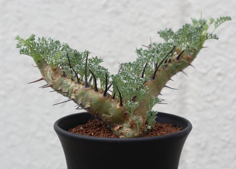 サルコカウロン ヘレイ | mana's farm:塊根植物・アガベ・ドライ