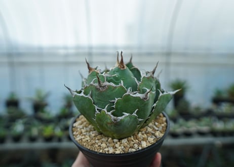 アガベ　チタノタ　白鯨　Agave titanota White whale　NO.1