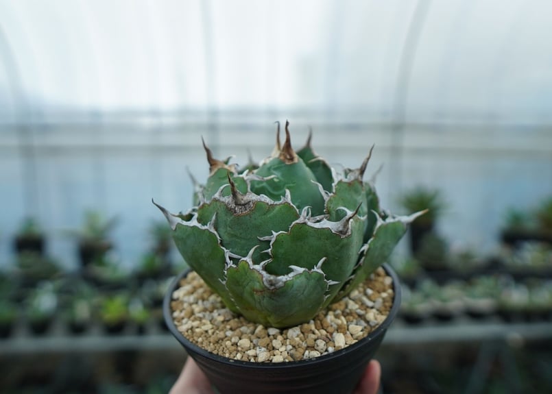 アガベ チタノタ 白鯨 Agave titanota White whale NO.1 | m