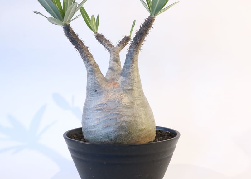 パキポディウム グラキリス No.129 | mana 