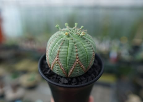 ユーフォルビア　オベサ　Euphorbia obesa