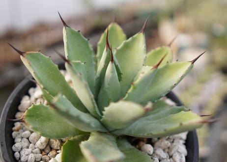 Agave Potatorum×Macroacantha　”八荒雷神”　No.2