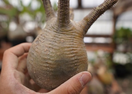 パキポディウム　グラキリス　Pachypodium gracilius　抜き苗　№123