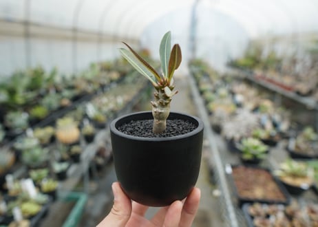 パキポディウム　バロニー　Pachypodium baronii