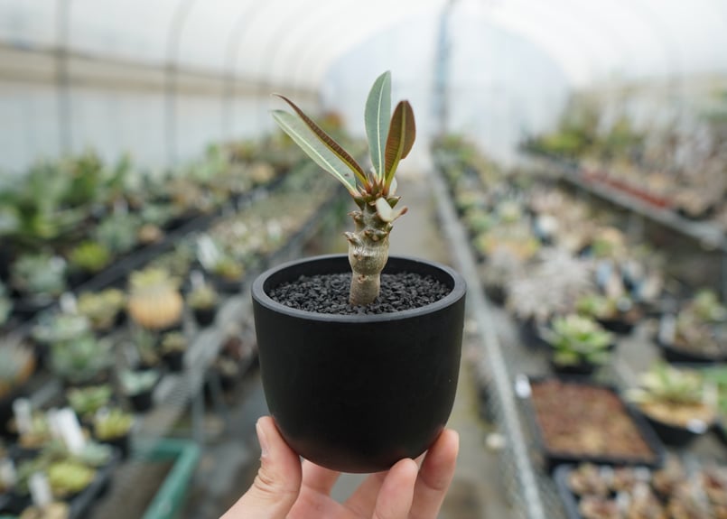 パキポディウム バロニー Pachypodium baronii | mana's farm: