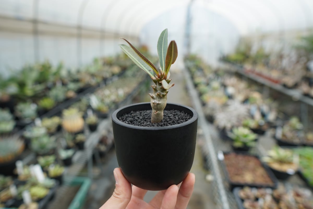パキポディウム バロニー Pachypodium baronii | mana's farm:
