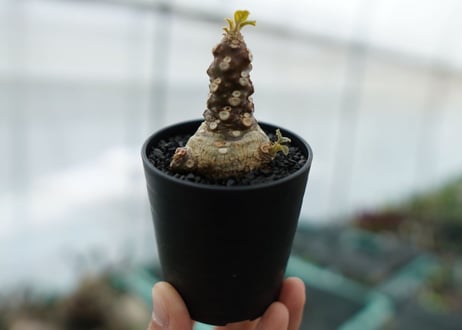 ドルステニア フォエチダ Dorstenia foetida　No.2